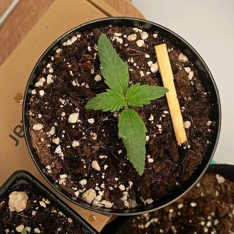 Happy Lora growlog timeline photo