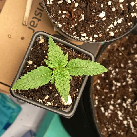 Happy Lora growlog timeline photo