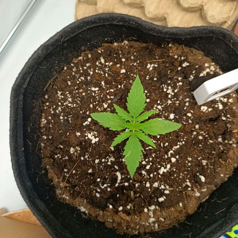 Happy Lora growlog timeline photo