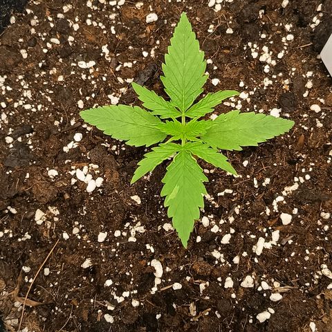 Happy Lora growlog timeline photo