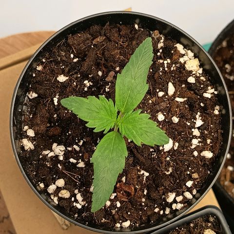 Happy Lora growlog timeline photo
