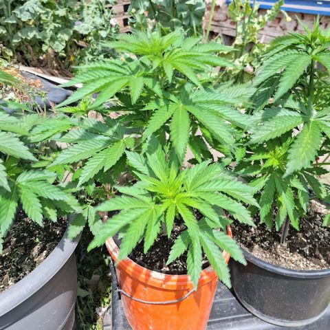 Orange Sherbet FF growlog timeline photo