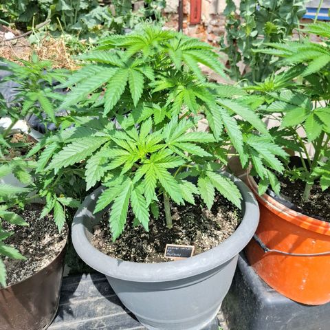 Orange Sherbet FF growlog timeline photo
