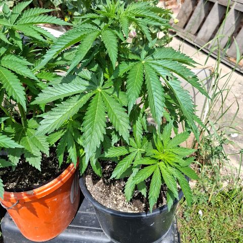 Orange Sherbet FF growlog timeline photo