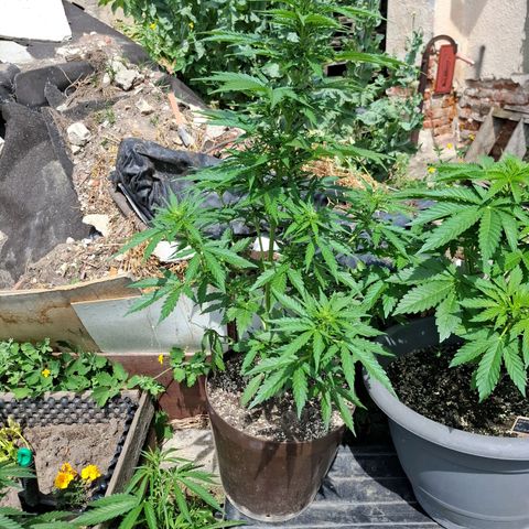 Gorilla Zkittlez Auto growlog timeline photo