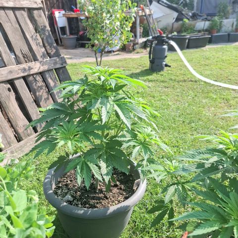 Orange Sherbet FF growlog timeline photo