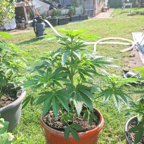 Orange Sherbet FF growlog timeline photo