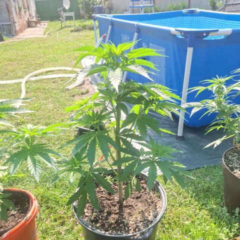 Orange Sherbet FF growlog timeline photo