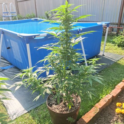 Gorilla Zkittlez Auto growlog timeline photo