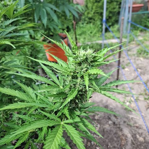 Gorilla Zkittlez Auto growlog timeline photo