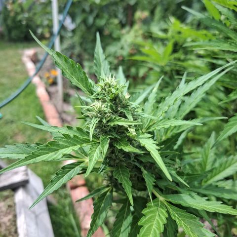 Gorilla Zkittlez Auto growlog timeline photo