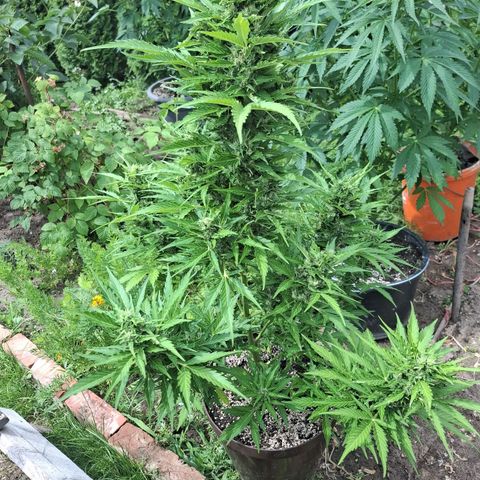 Gorilla Zkittlez Auto growlog timeline photo