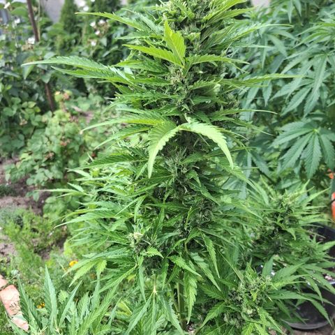Gorilla Zkittlez Auto growlog timeline photo