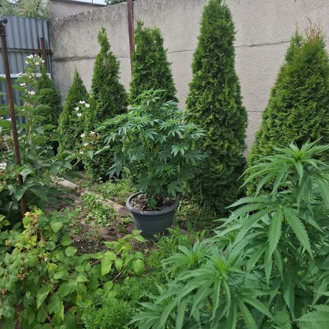 Orange Sherbet FF growlog timeline photo
