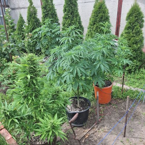 Orange Sherbet FF growlog timeline photo