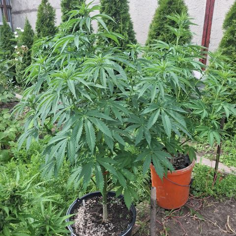 Orange Sherbet FF growlog timeline photo