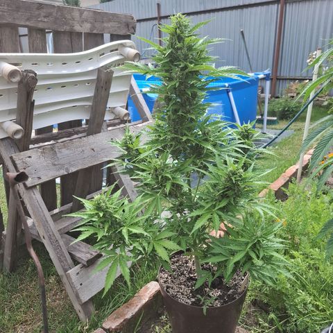 Gorilla Zkittlez Auto growlog timeline photo