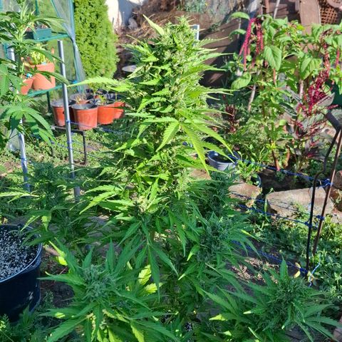 Gorilla Zkittlez Auto growlog timeline photo