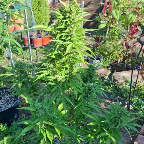 Gorilla Zkittlez Auto growlog timeline photo