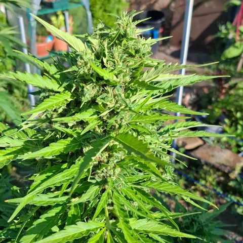 Gorilla Zkittlez Auto growlog timeline photo