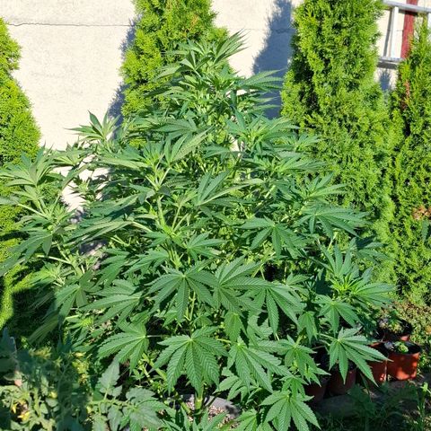 Orange Sherbet FF growlog timeline photo