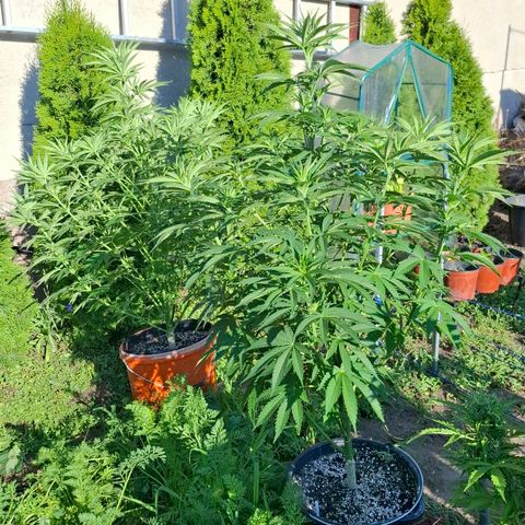 Orange Sherbet FF growlog timeline photo