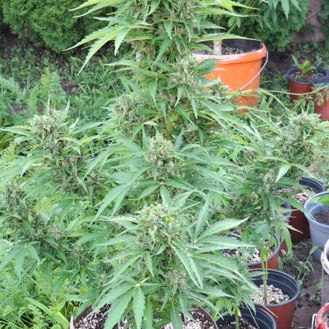 Gorilla Zkittlez Auto growlog timeline photo
