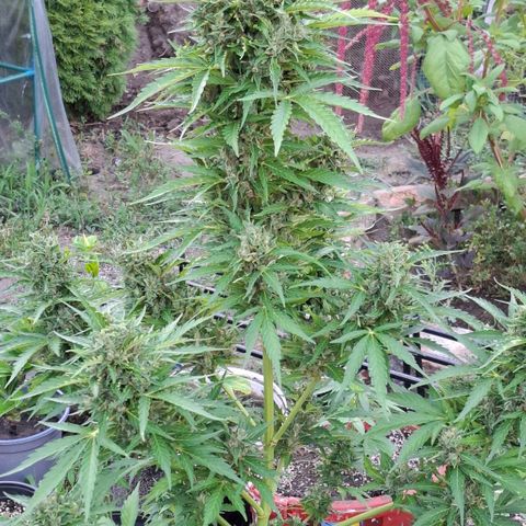 Gorilla Zkittlez Auto growlog timeline photo
