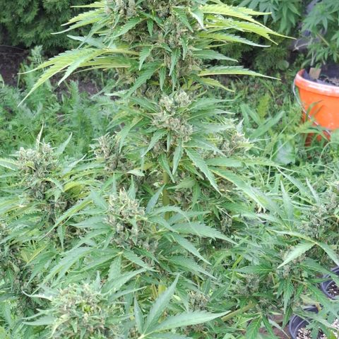 Gorilla Zkittlez Auto growlog timeline photo