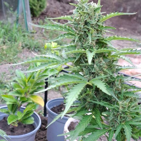 Gorilla Zkittlez Auto growlog timeline photo