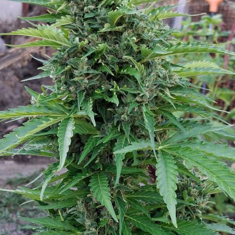 Gorilla Zkittlez Auto growlog timeline photo