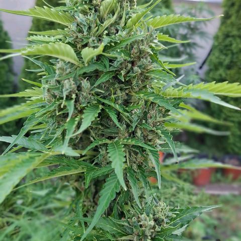 Gorilla Zkittlez Auto growlog timeline photo