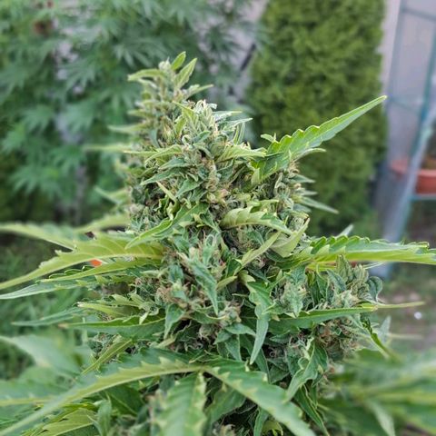 Gorilla Zkittlez Auto growlog timeline photo