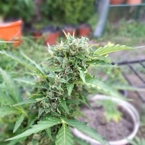 Gorilla Zkittlez Auto growlog timeline photo