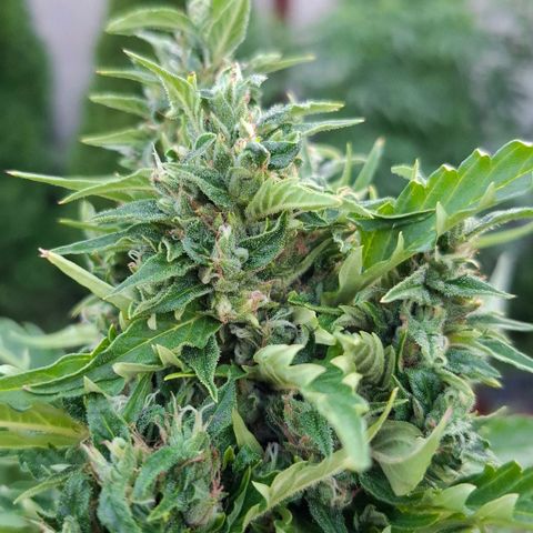 Gorilla Zkittlez Auto growlog timeline photo