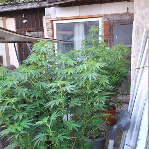 Orange Sherbet FF growlog timeline photo