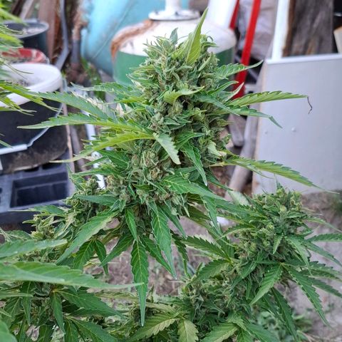 Gorilla Zkittlez Auto growlog timeline photo