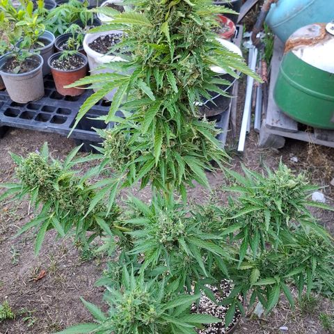 Gorilla Zkittlez Auto growlog timeline photo