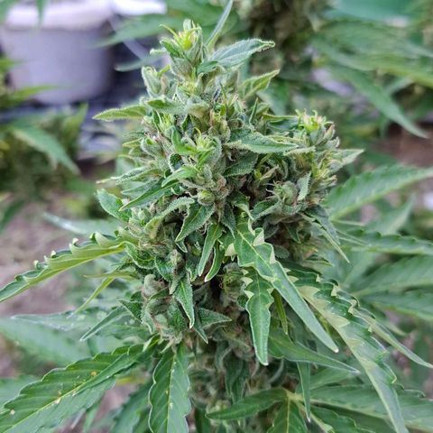 Gorilla Zkittlez Auto growlog timeline photo