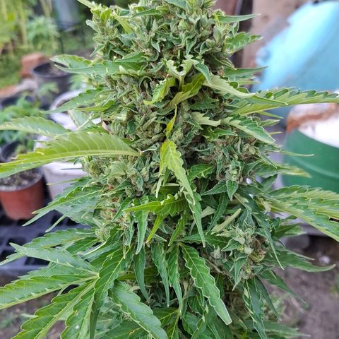 Gorilla Zkittlez Auto growlog timeline photo