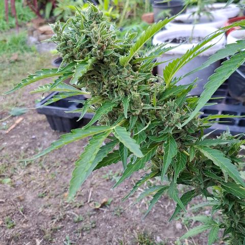 Gorilla Zkittlez Auto growlog timeline photo