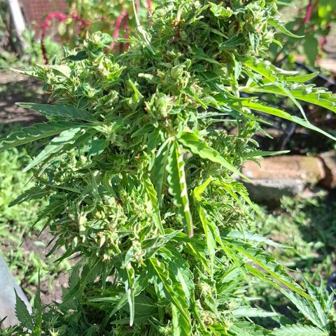 Gorilla Zkittlez Auto growlog timeline photo