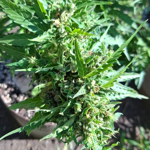 Gorilla Zkittlez Auto growlog timeline photo