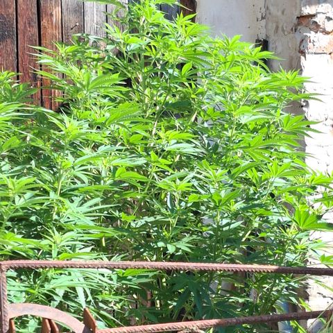 Orange Sherbet FF growlog timeline photo