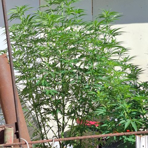 Orange Sherbet FF growlog timeline photo