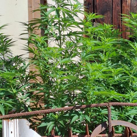 Orange Sherbet FF growlog timeline photo