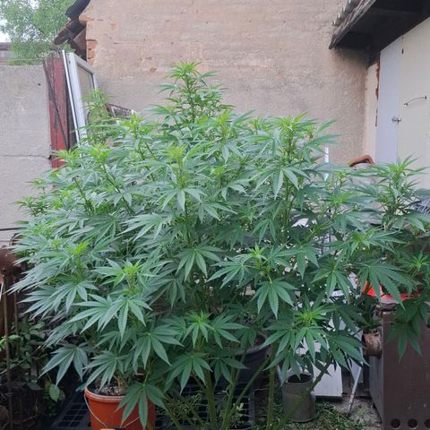 Orange Sherbet FF growlog timeline photo