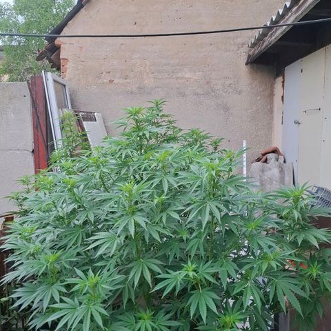 Orange Sherbet FF growlog timeline photo