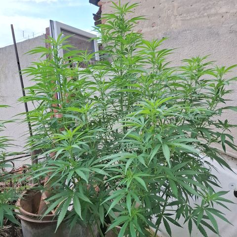 Orange Sherbet FF growlog timeline photo