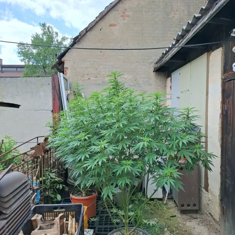 Orange Sherbet FF growlog timeline photo
